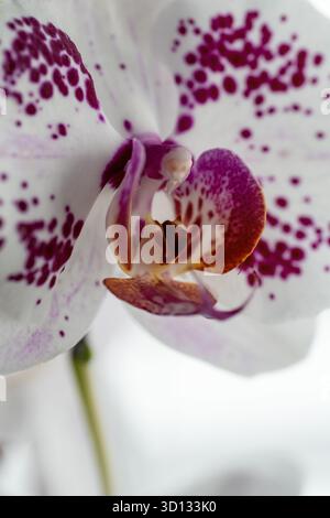 Un gros plan capture les détails complexes d'une orchidée Phalaenopsis. Les pétales blancs sont ornés de taches violettes, créant un contraste saisissant. Le Banque D'Images