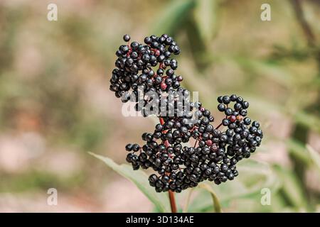 Grappe de sureau sauvage récoltant dans la nature, riche en antioxydants et vitamines. Ingrédient alimentaire biologique sain Banque D'Images