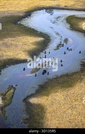 Buffle de Kaffir (Syncerus caffer caffer), troupeau en rivière, vue aérienne, delta de l'Okavango, Botswana Banque D'Images