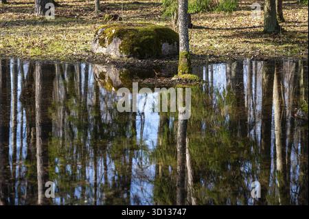 Reflet serein des arbres et de la roche couverte de mousse dans l'eau tranquille au printemps Banque D'Images