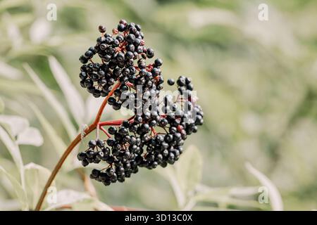 Grappe de sureau sauvage récoltant dans la nature, riche en antioxydants et vitamines. Ingrédient alimentaire biologique sain Banque D'Images
