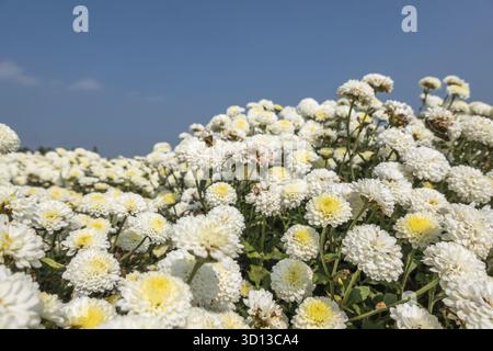 Belle ferme de chrysanthème blanc à Tongluo Township, comté de miaoli, Taiwan Banque D'Images