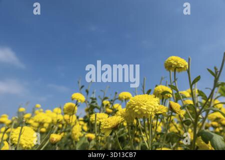 Belle ferme de chrysanthème jaune à Tongluo Township, comté de miaoli, Taiwan Banque D'Images
