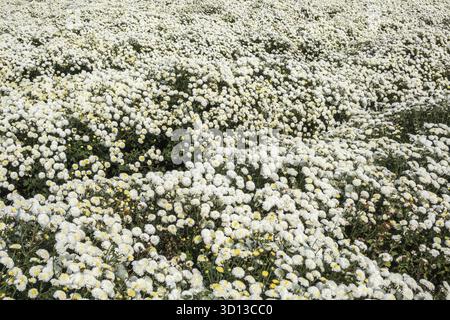 Belle ferme de chrysanthème blanc à Tongluo Township, comté de miaoli, Taiwan Banque D'Images