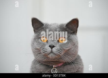 Visage de chat bleu britannique en gros plan sur fond clair. Banque D'Images