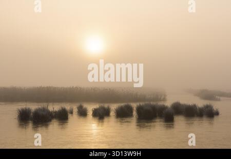 Paysage hivernal au Parc National Weerribben-Wieden avec brouillard matinal et lumière du soleil matinal, pays-Bas Banque D'Images