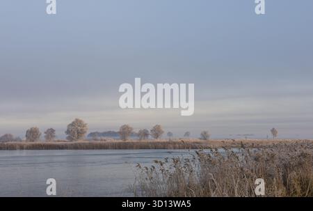 Paysage hivernal au Parc National Weerribben-Wieden avec brouillard matinal et lumière matinale, pays-Bas Banque D'Images