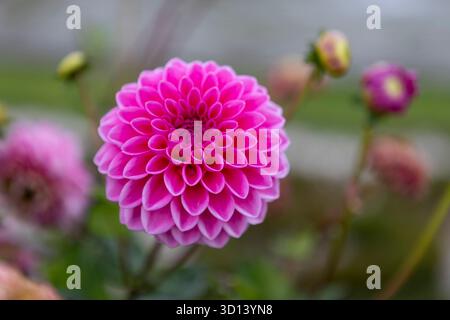 gros plan de dahlia rose fleuri dans le jardin Banque D'Images