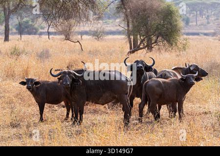 buffles du cap ou animaux caffer caffer syncerus debout dans le champ au parc national tarangire tanzanie Banque D'Images