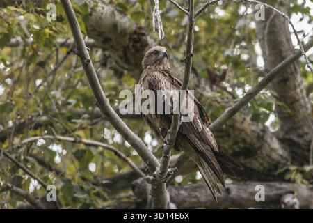 Un cerf-volant noir est assis sur une branche sèche d'un arbre Banque D'Images