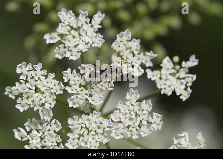 Fourmi noire sur petites fleurs blanches Banque D'Images