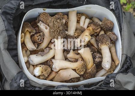 Recueillis dans la forêt champignons morilles Banque D'Images