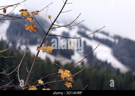 26 octobre 2025, Bavière, Bad Hindelang : feuilles d'automne sur un arbre devant des montagnes enneigées. Photo : Karl-Josef Hildenbrand/dpa Banque D'Images