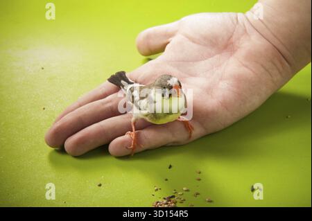 finch zèbre oiseau à portée de main près de la nourriture dispersée Banque D'Images