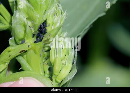 APHIS fabae sur Vicia faba. Infestation de mouche noire, un type de puceron, sur la croissance douce d'une plante de fève. Banque D'Images