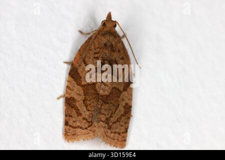 Fruit d'été Tortrix (Adoxophyes orana). Les chenilles de cette espèce sont des ravageurs dangereux dans les vergers et les jardins. Banque D'Images