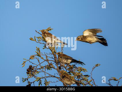 Un troupeau de migrants hivernaux colorés de Scandinavie . Fieldfares, (Turdus pilaris) volant pour se percher sur des Alder dans une ferme. Suffolk. ROYAUME-UNI Banque D'Images