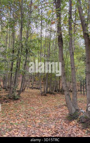 Paisible forêt de châtaigniers en automne avec des feuilles sèches couvrant le sol Banque D'Images