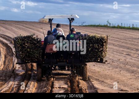 Marilia, SP, Brésil, 19 octobre 2025. Les ouvriers agricoles utilisent un tracteur avec une planteuse pour semer des boutures de manioc dans un champ. Agriculture mécanisée fo Banque D'Images