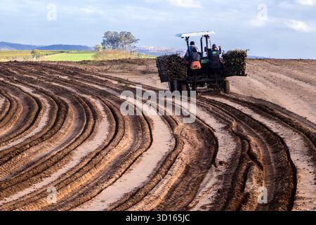 Marilia, SP, Brésil, 19 octobre 2025. Les ouvriers agricoles utilisent un tracteur avec une planteuse pour semer des boutures de manioc dans un champ. Agriculture mécanisée fo Banque D'Images