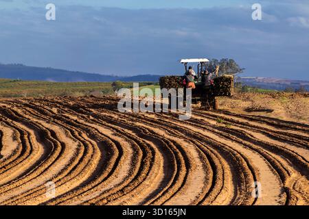 Marilia, SP, Brésil, 19 octobre 2025. Les ouvriers agricoles utilisent un tracteur avec une planteuse pour semer des boutures de manioc dans un champ. Agriculture mécanisée fo Banque D'Images