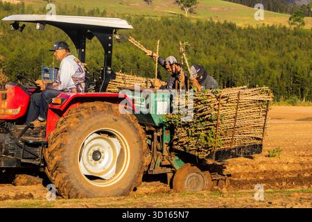 Marilia, SP, Brésil, 19 octobre 2025. Les ouvriers agricoles utilisent un tracteur avec une planteuse pour semer des boutures de manioc dans un champ. Agriculture mécanisée fo Banque D'Images