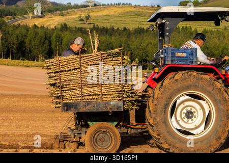 Marilia, SP, Brésil, 19 octobre 2025. Les ouvriers agricoles utilisent un tracteur avec une planteuse pour semer des boutures de manioc dans un champ. Agriculture mécanisée fo Banque D'Images