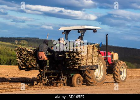 Marilia, SP, Brésil, 19 octobre 2025. Les ouvriers agricoles utilisent un tracteur avec une planteuse pour semer des boutures de manioc dans un champ. Agriculture mécanisée fo Banque D'Images