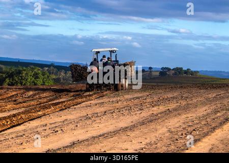 Marilia, SP, Brésil, 19 octobre 2025. Les ouvriers agricoles utilisent un tracteur avec une planteuse pour semer des boutures de manioc dans un champ. Agriculture mécanisée fo Banque D'Images