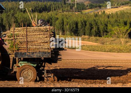 Marilia, SP, Brésil, 19 octobre 2025. Les ouvriers agricoles utilisent un tracteur avec une planteuse pour semer des boutures de manioc dans un champ. Agriculture mécanisée fo Banque D'Images