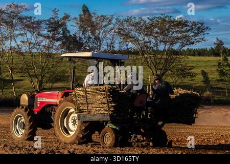 Marilia, SP, Brésil, 19 octobre 2025. Les ouvriers agricoles utilisent un tracteur avec une planteuse pour semer des boutures de manioc dans un champ. Agriculture mécanisée fo Banque D'Images