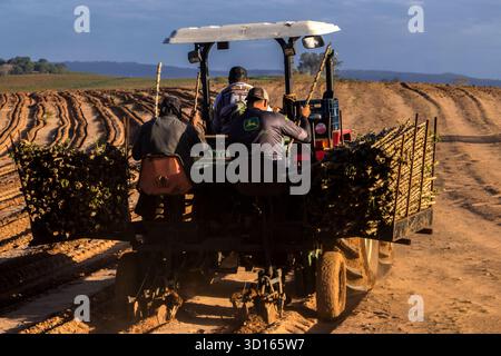 Marilia, SP, Brésil, 19 octobre 2025. Les ouvriers agricoles utilisent un tracteur avec une planteuse pour semer des boutures de manioc dans un champ. Agriculture mécanisée fo Banque D'Images