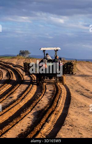 Marilia, SP, Brésil, 19 octobre 2025. Les ouvriers agricoles utilisent un tracteur avec une planteuse pour semer des boutures de manioc dans un champ. Agriculture mécanisée fo Banque D'Images