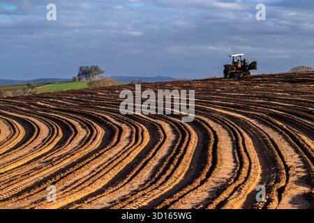 Marilia, SP, Brésil, 19 octobre 2025. Les ouvriers agricoles utilisent un tracteur avec une planteuse pour semer des boutures de manioc dans un champ. Agriculture mécanisée fo Banque D'Images