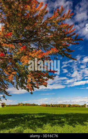 Brilliant Red Maple, Acer rubrum, en pleine splendeur automnale dans le comté de Mecosta, Michigan, États-Unis Banque D'Images