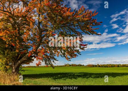 Brilliant Red Maple, Acer rubrum, en pleine splendeur automnale dans le comté de Mecosta, Michigan, États-Unis Banque D'Images