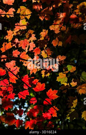 Brilliant Red Maple, Acer rubrum, en pleine splendeur automnale dans le comté de Mecosta, Michigan, États-Unis Banque D'Images