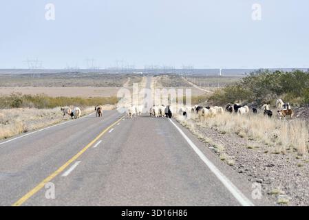 Scène rurale, un troupeau de chèvres créoles marche le long d'une route à la Pampa, en Argentine, où la transhumance est commune. Banque D'Images