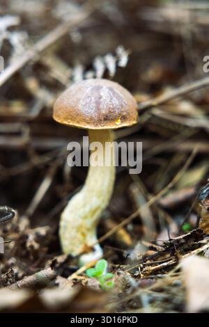 Divers champignons d'automne poussant sur la mousse et le sol forestier dans un bois dense et humide. Habitat naturel et couleurs vibrantes. Banque D'Images