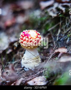 Divers champignons d'automne poussant sur la mousse et le sol forestier dans un bois dense et humide. Habitat naturel et couleurs vibrantes. Banque D'Images