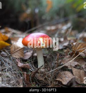 Divers champignons d'automne poussant sur la mousse et le sol forestier dans un bois dense et humide. Habitat naturel et couleurs vibrantes. Banque D'Images