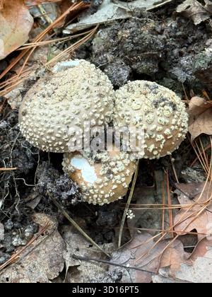 Divers champignons d'automne poussant sur la mousse et le sol forestier dans un bois dense et humide. Habitat naturel et couleurs vibrantes. Banque D'Images