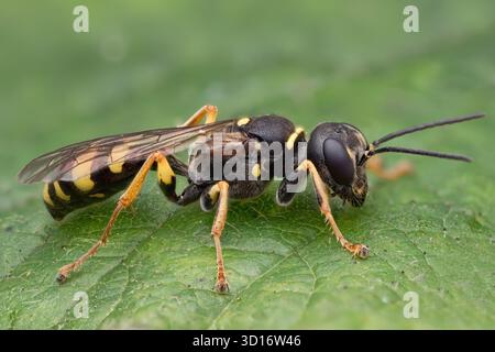Guêpe de fouille (Mellinus arvensis) reposant sur la feuille de la plante. Tipperary, Irlande Banque D'Images