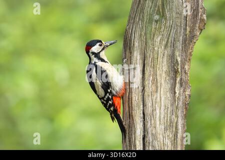Grand pic tacheté, nom scientifique : Dendrocopos Major. Gros plan d'un grand pic tacheté mâle au printemps, picotant à un arbre pour se nourrir. Banque D'Images