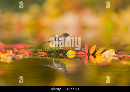 Chaffinch commun Fringilla coelebs, femelle adulte perchée sur bûche dans un étang parmi les feuilles d'automne, Suffolk, Angleterre, octobre Banque D'Images