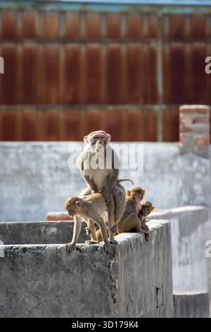 Troupe de singe macaque Rhésus (Macaca mulatta) sur le toit à New Delhi, Inde Banque D'Images