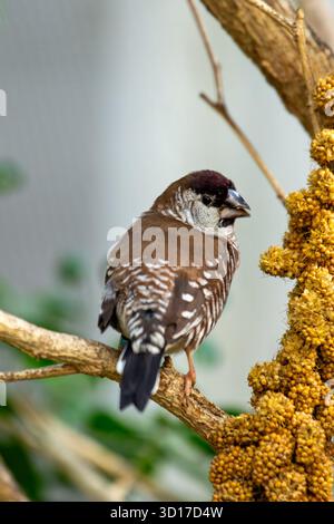 Ce minuscule finch africain social a une capuche noire, des parties inférieures blanches et un écusson irisé d'épaule vert bronzé. Il se nourrit principalement de graines d'herbe A. Banque D'Images