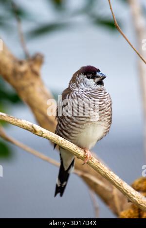 Ce minuscule finch africain social a une capuche noire, des parties inférieures blanches et un écusson irisé d'épaule vert bronzé. Il se nourrit principalement de graines d'herbe A. Banque D'Images