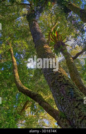 Vieux hêtre antarctique (Nothofagus moorei) géant moussue dans la forêt tropicale du parc national Border Ranges, Nouvelle-Galles du Sud, Australie Banque D'Images