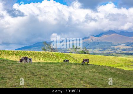 Vaches qui paissent paisiblement sur des collines verdoyantes sous un ciel spectaculaire à Puracé, Cauca, Colombie. Banque D'Images
